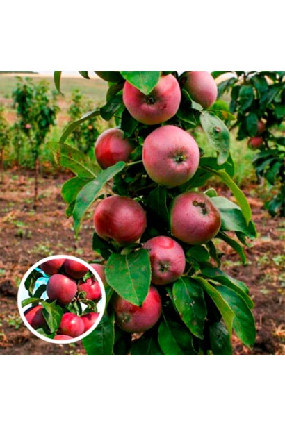 Яблуня колоновидна ‘Скорпіон’